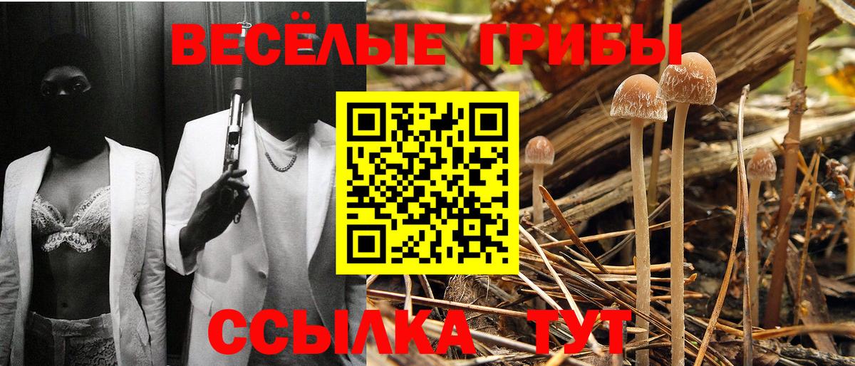 закладка  Вход с VPN  Чайковский  Псилоцибиновые грибы прущие грибы 